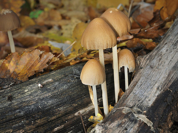 drobuľka Psathyrella sp.