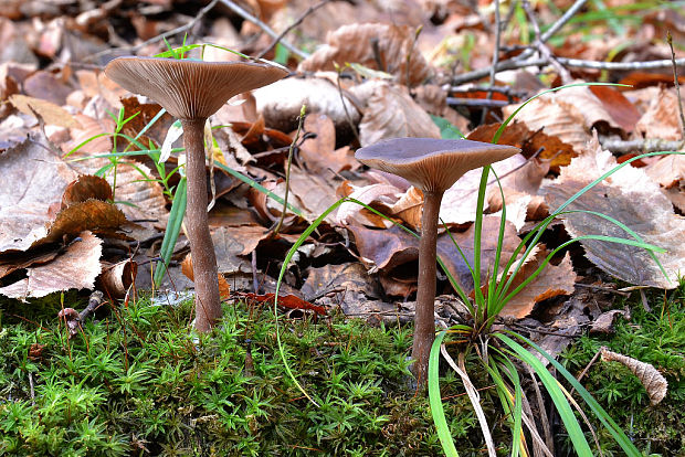 strmulica čiaškovitá Pseudoclitocybe cyathiformis (Bull.) Singer