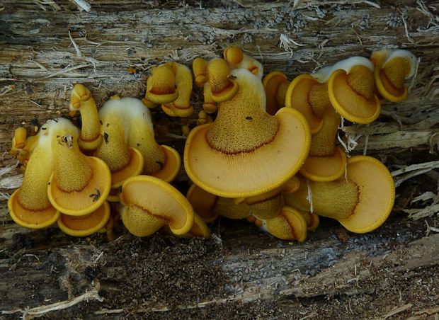 pňovka neskorá Sarcomyxa serotina (Pers.) P. Karst.