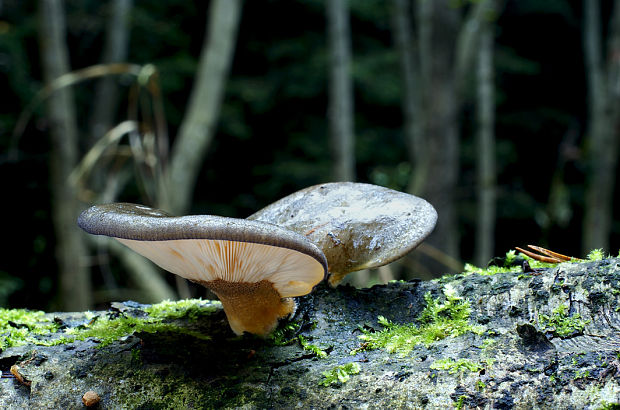 pňovka neskorá Sarcomyxa serotina (Pers.) P. Karst.