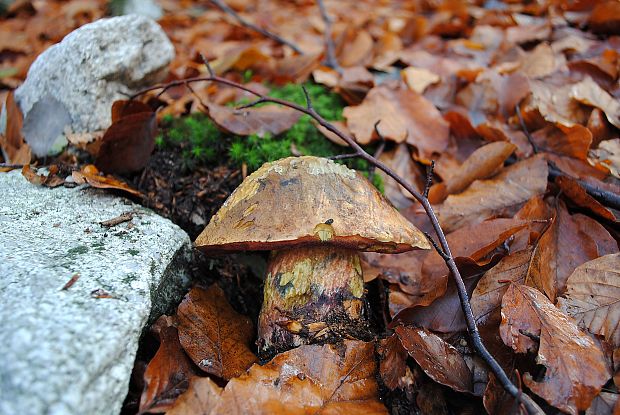 hríb zrnitohlúbikový Sutorius luridiformis (Rostk.) G. Wu & Zhu L. Yang