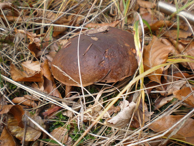 hríb zrnitohlúbikový Sutorius luridiformis (Rostk.) G. Wu & Zhu L. Yang