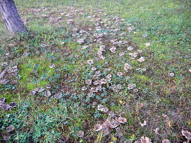 čírovka zemná Tricholoma terreum (Schaeff.) P. Kumm.