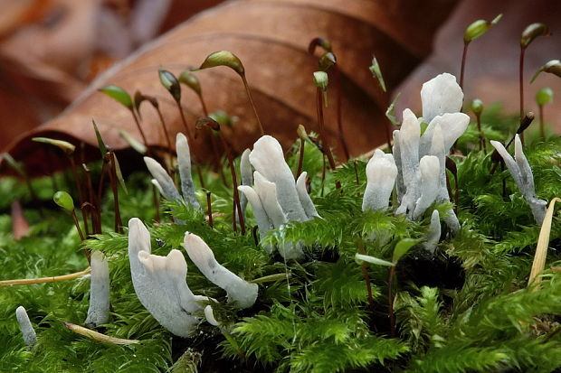 drevnatec parohatý Xylaria hypoxylon (L.) Grev.