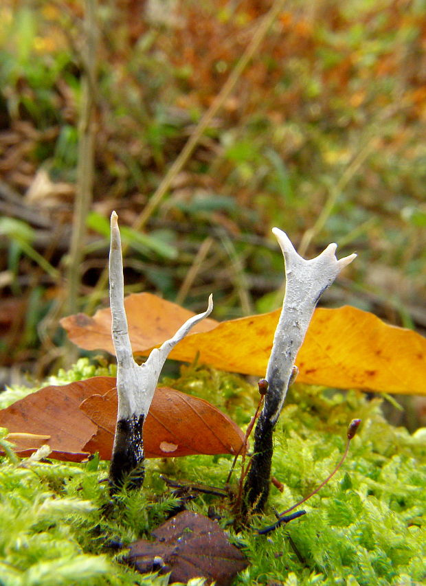 drevnatec parohatý Xylaria hypoxylon (L.) Grev.