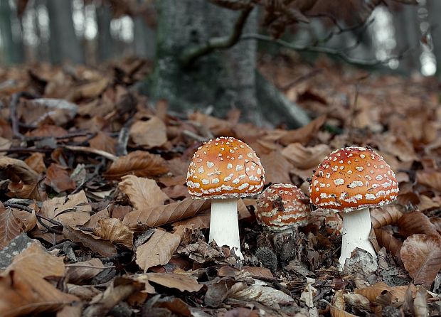 muchotrávka červená Amanita muscaria (L.) Lam.