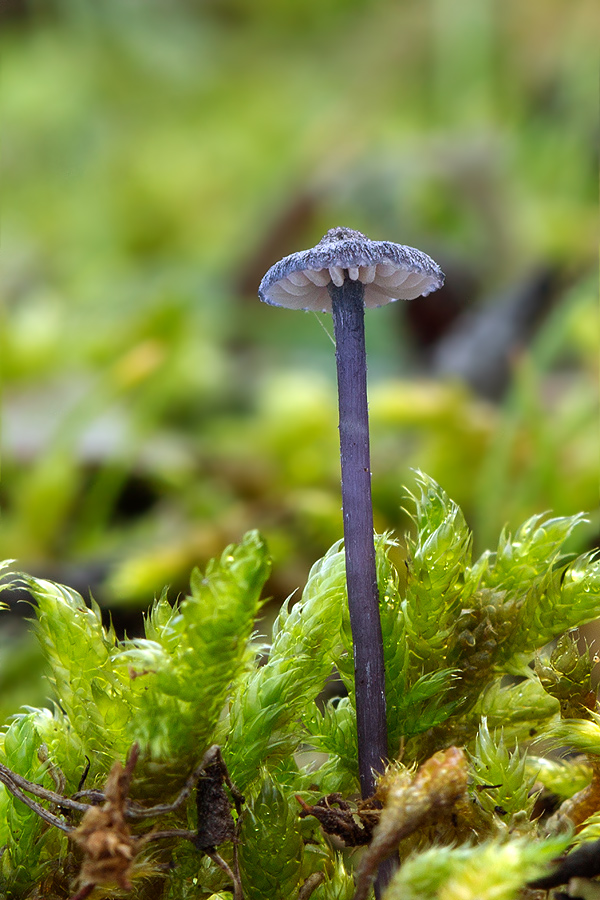 hodvábnica Entoloma sp.