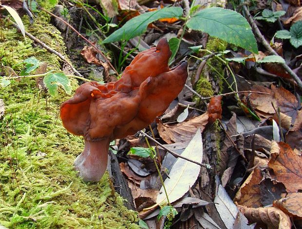 ušiak Gyromitra sp.