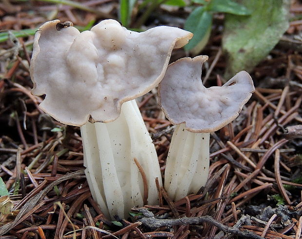 chriapač kučeravý Helvella crispa (Scop.) Fr.