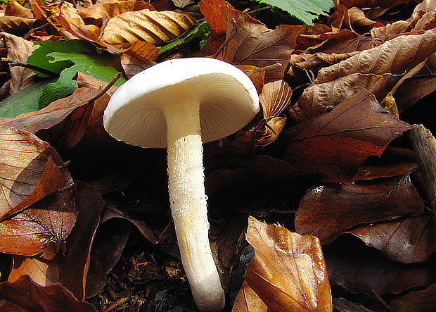 šťavnačka Hygrophorus sp.