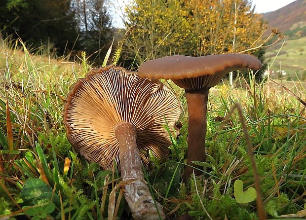 strmulica čiaškovitá Pseudoclitocybe cyathiformis (Bull.) Singer