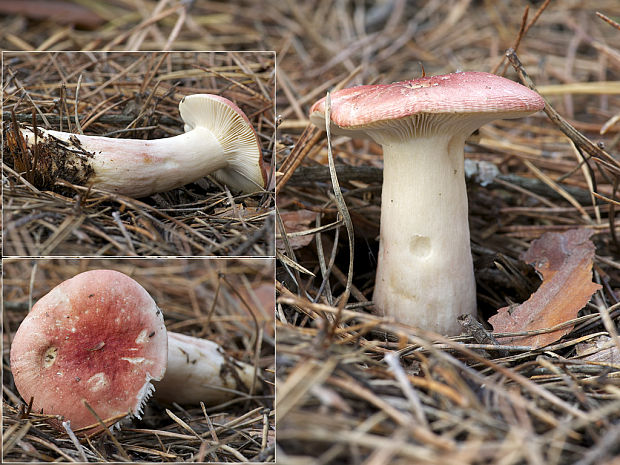 plávka zlomocná Russula sardonia Fr.