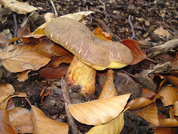 suchohríb Xerocomus sp.