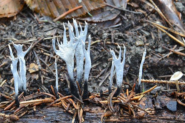 drevnatec parohatý Xylaria hypoxylon (L.) Grev.