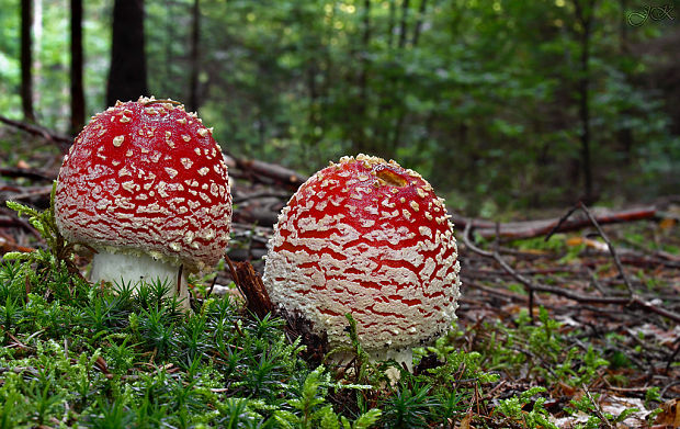 muchotrávka červená Amanita muscaria (L.) Lam.