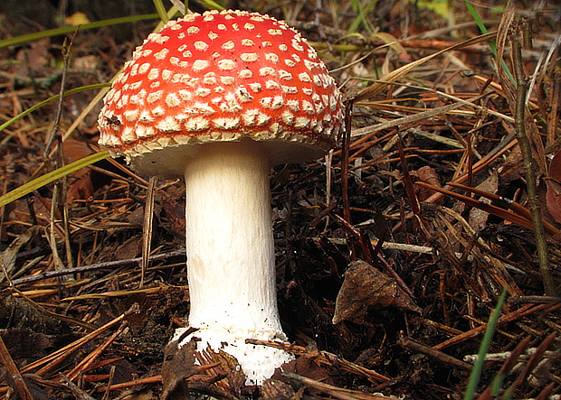 muchotrávka červená Amanita muscaria (L.) Lam.