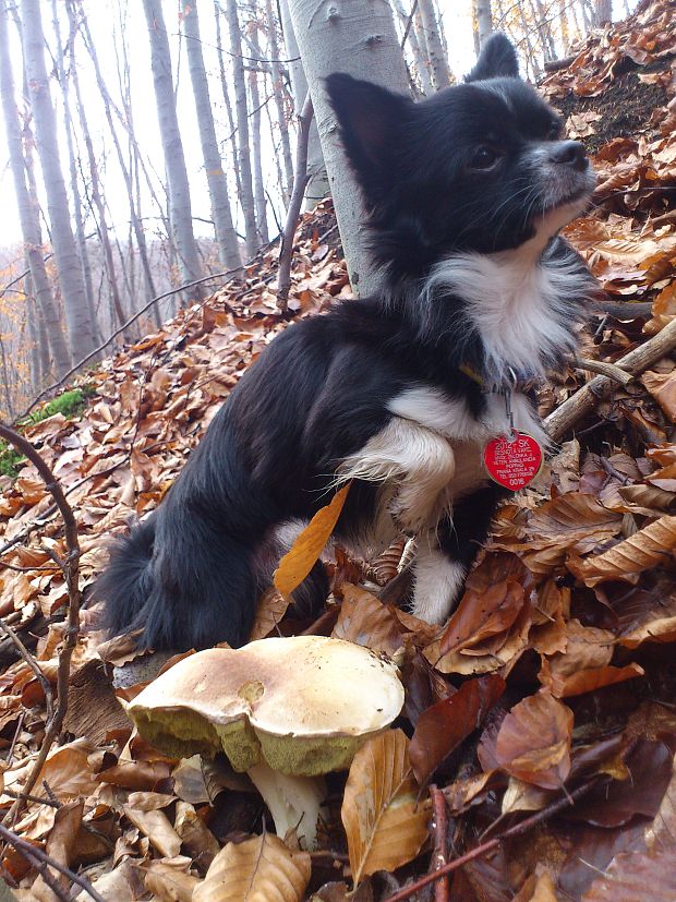 hríb smrekový Boletus edulis Bull.