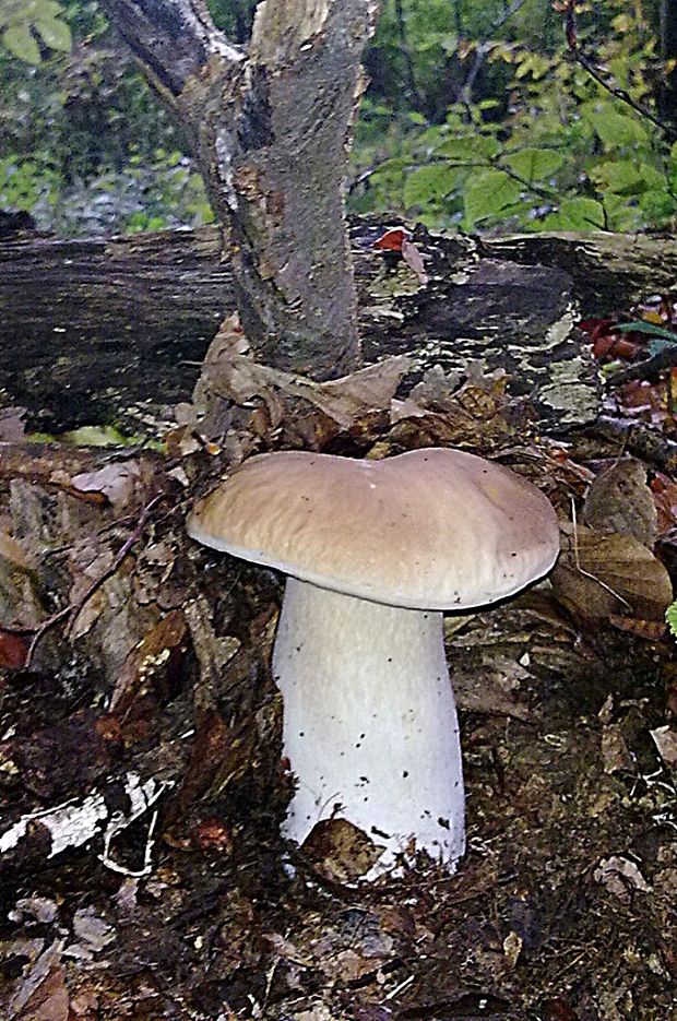 hríb smrekový Boletus edulis Bull.