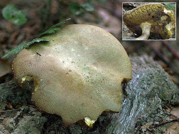 suchohríb červenohnedý Boletus ferrugineus Schaeff.