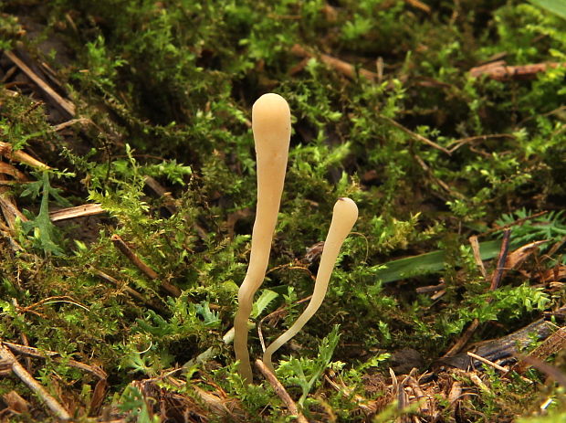 kyjačik  Clavaria tenuipes Berk. & Broome