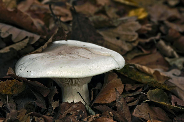 strmuľka inovaťová Clitocybe nebularis (Batsch) P. Kumm.