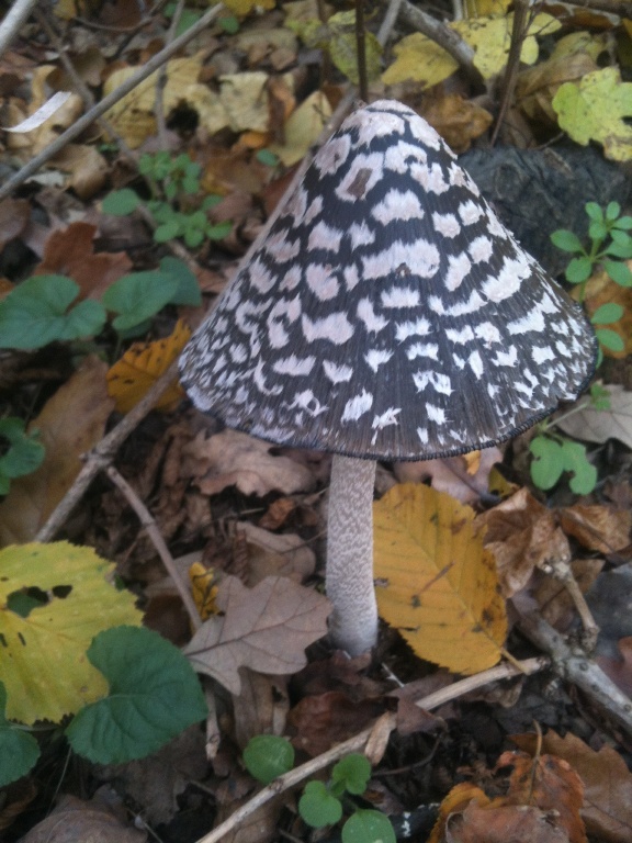 hnojník strakatý Coprinopsis picacea (Bull.) Redhead, Vilgalys & Moncalvo