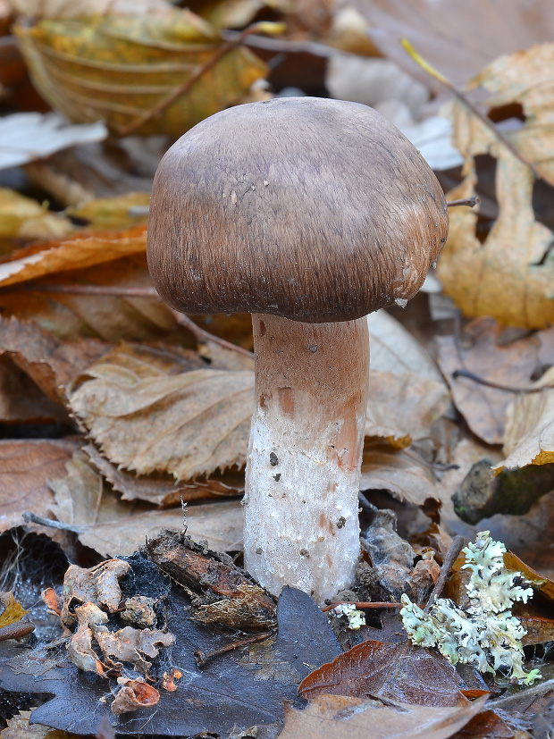 pavučinovec ? Cortinarius sp.