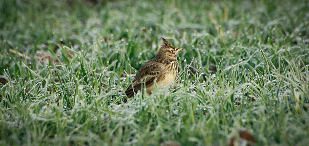 pipíška chochlatá Galerida cristata