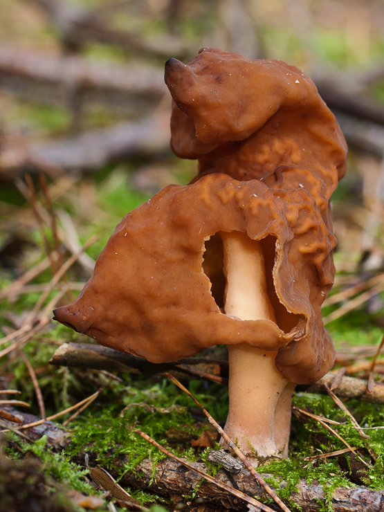 ušiak mitrovitý Gyromitra infula (Schaeff.) Quél.