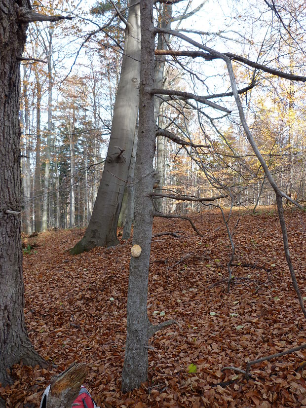 koralovec jedľový Hericium alpestre Pers.