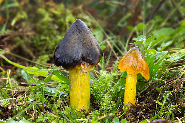 lúčnica kužeľovitá Hygrocybe conica (Schaeff.) P. Kumm.