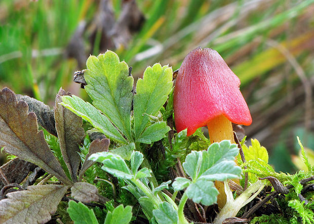 lúčnica kužeľovitá Hygrocybe conica (Schaeff.) P. Kumm.