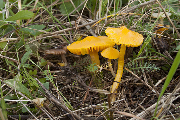 lúčnica Hygrocybe sp.