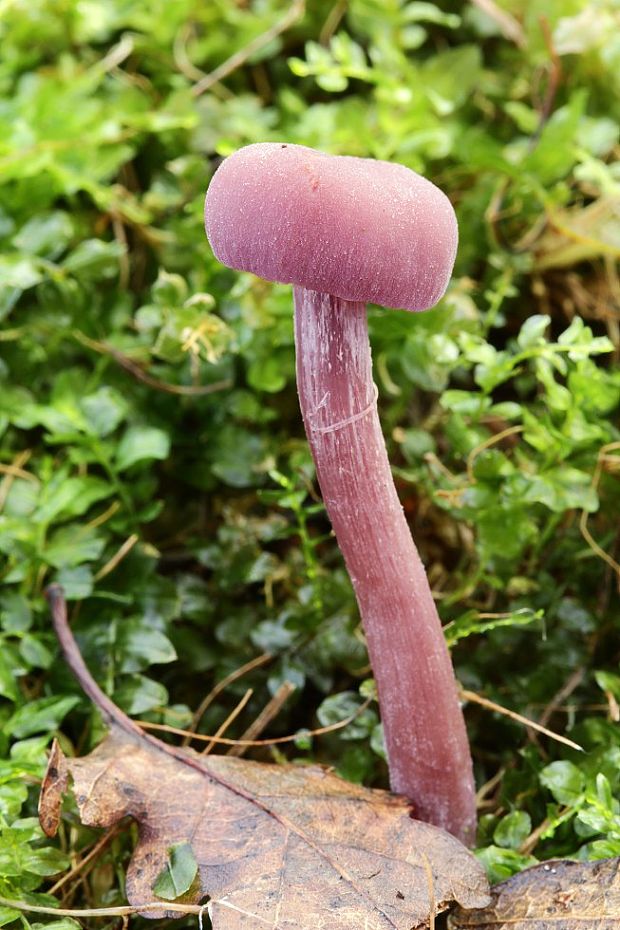 lakovka ametystová Laccaria amethystina (Huds.) Cooke