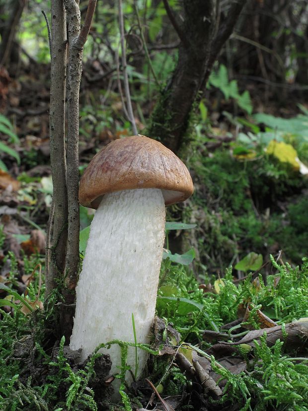 kozák osikový Leccinum albostipitatum den Bakker & Noordel.