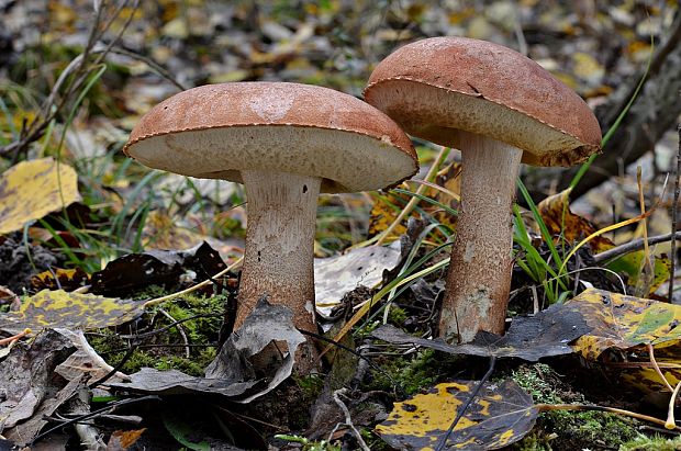 kozák dubový Leccinum aurantiacum (Bull.) Gray