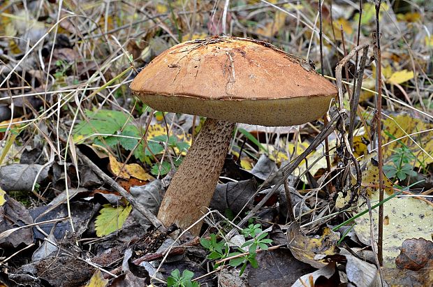 kozák dubový Leccinum aurantiacum (Bull.) Gray