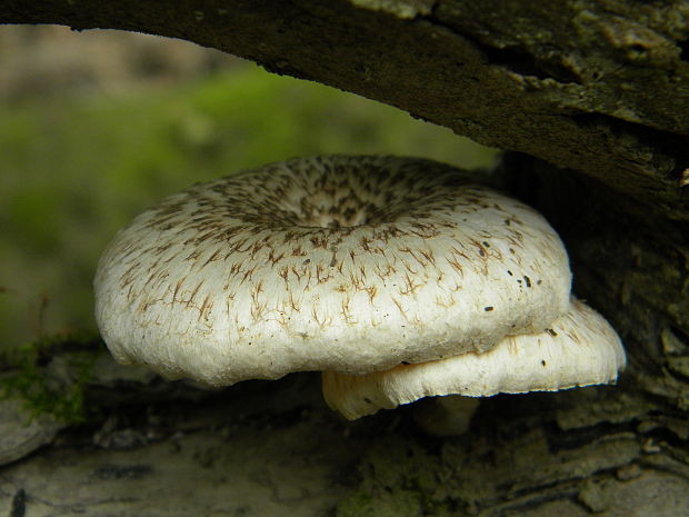 húževnatec tigrovaný Lentinus tigrinus (Bull.) Fr.