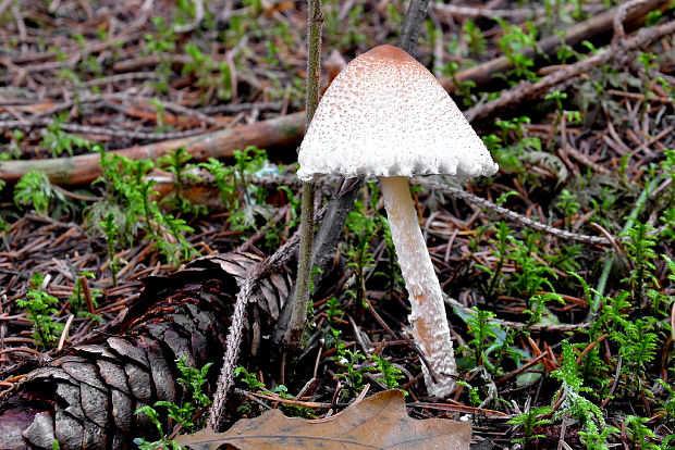 bedlička Lepiota sp.