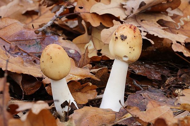 bedľa Macrolepiota sp.