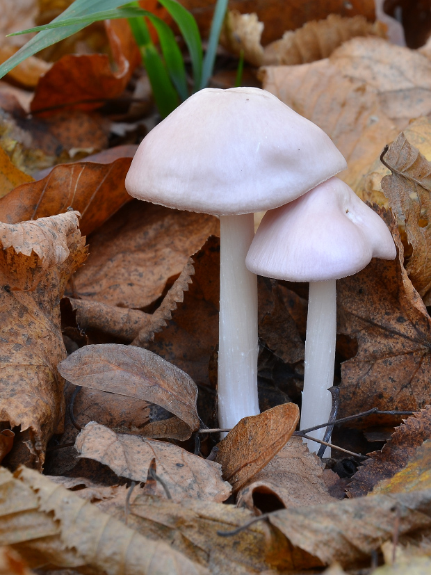 prilbička ružovkastá Mycena rosea Gramberg