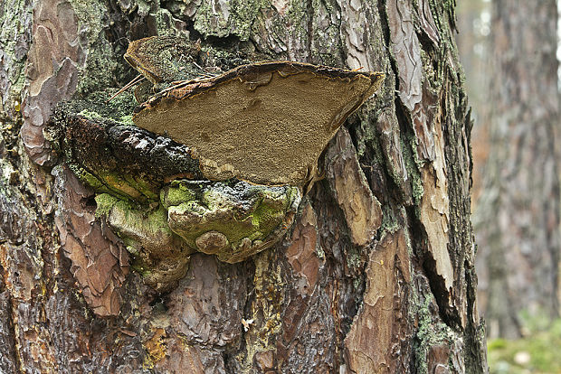 ohňovec sosnový Phellinus pini (Brot.) Bondartsev & Singer