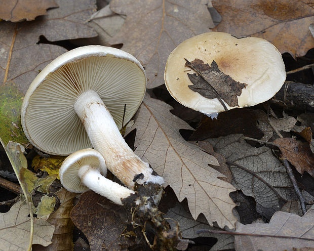 šupinovka hlinovookrová Pholiota lenta (Pers.) Singer