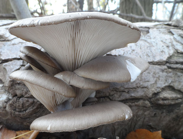 hliva ustricovitá Pleurotus ostreatus (Jacq.) P. Kumm.