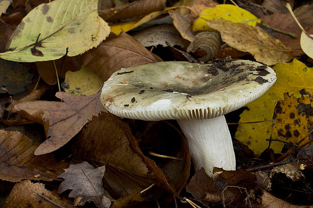 plávka trávovozelená Russula aeruginea Lindbl. ex Fr.