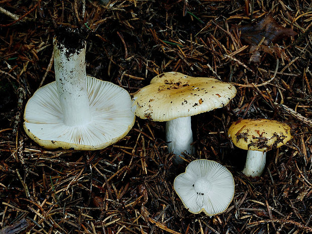 plávka hlinovožltá Russula ochroleuca Fr.