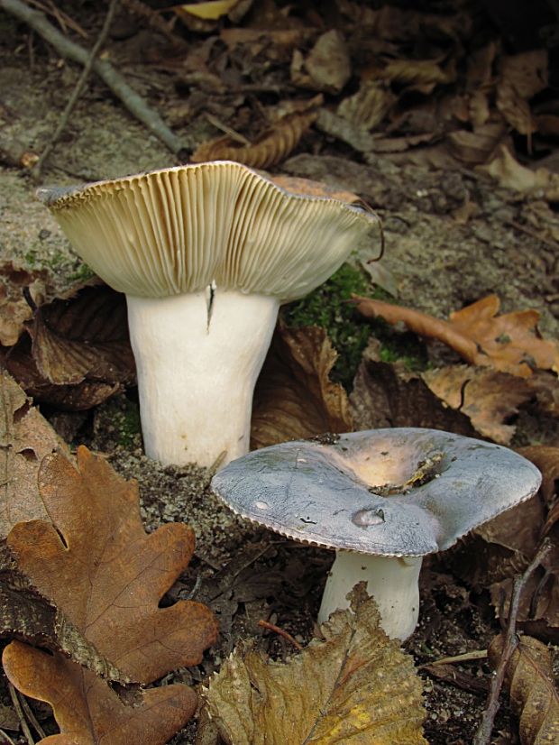 plávka modrozelená Russula parazurea Jul. Schäff.