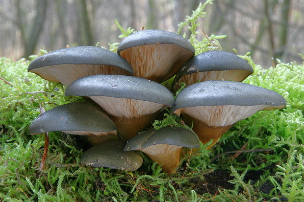 pňovka neskorá Sarcomyxa serotina (Pers.) P. Karst.