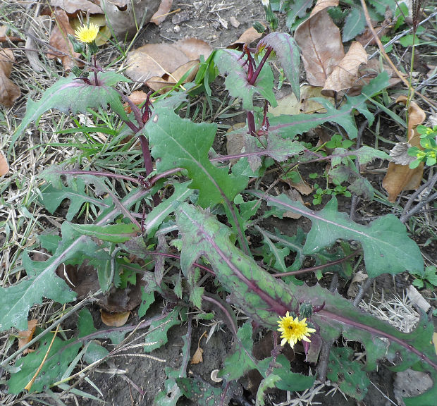 mlieč roľný  Sonchus arvensis L.