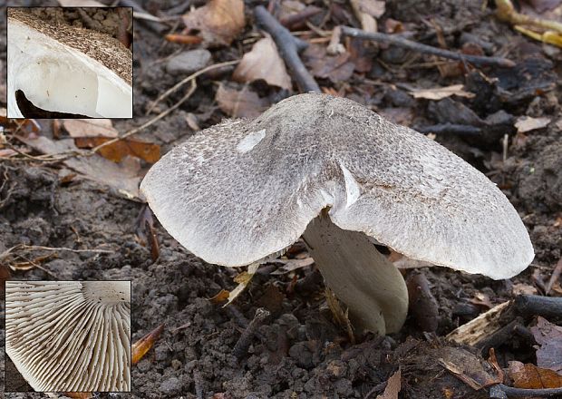 čírovka čiernošupinatá Tricholoma atrosquamosum Sacc.